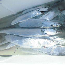 大進丸(愛知) 釣果