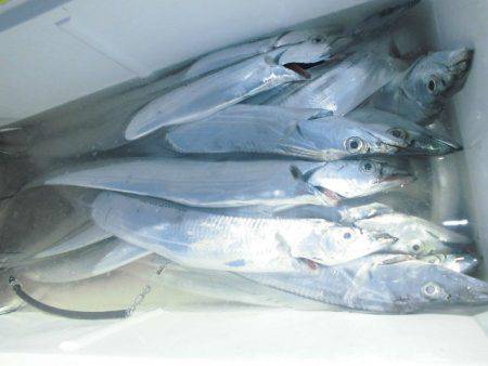 大進丸(愛知) 釣果