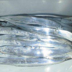 大進丸(愛知) 釣果