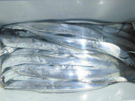 大進丸(愛知) 釣果