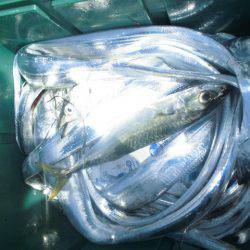 大進丸(愛知) 釣果