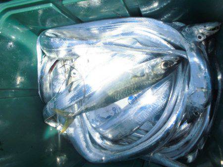 大進丸(愛知) 釣果