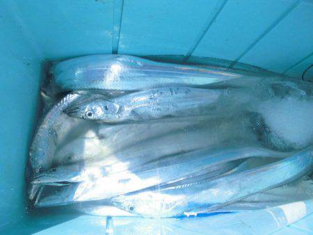 大進丸(愛知) 釣果