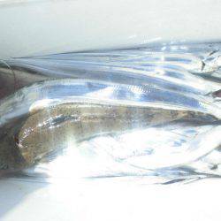 大進丸(愛知) 釣果