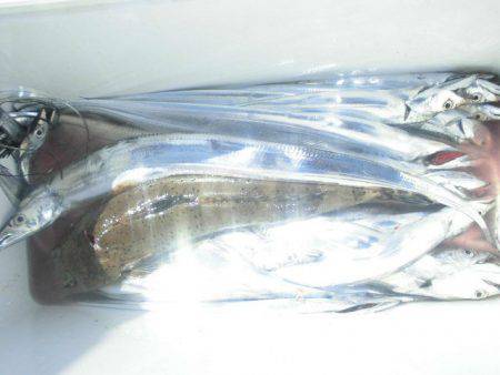 大進丸(愛知) 釣果