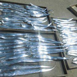 大進丸(愛知) 釣果