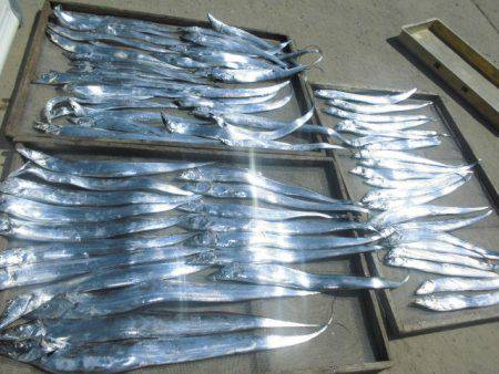 大進丸(愛知) 釣果