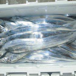 大進丸(愛知) 釣果