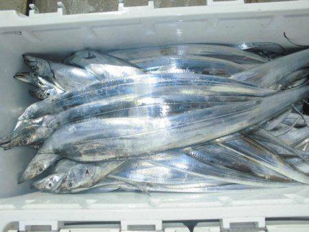 大進丸(愛知) 釣果