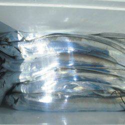 大進丸(愛知) 釣果