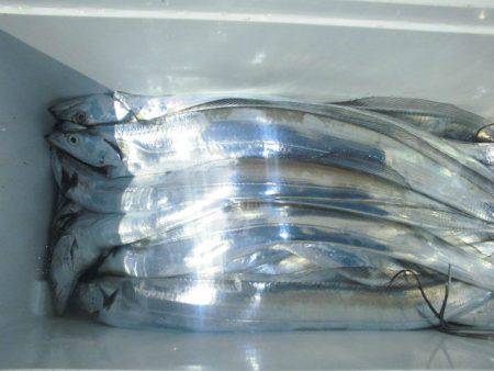 大進丸(愛知) 釣果