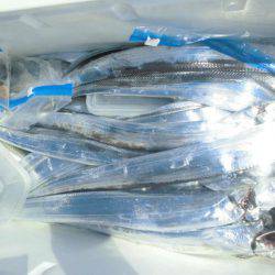 大進丸(愛知) 釣果