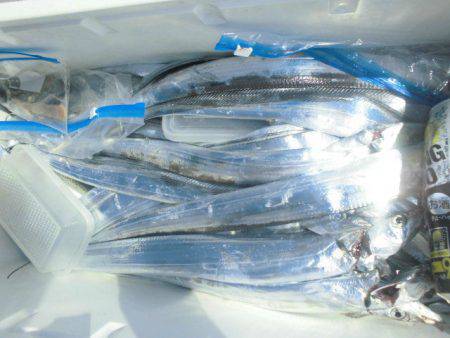 大進丸(愛知) 釣果