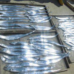 大進丸(愛知) 釣果