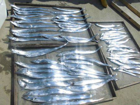 大進丸（愛知） 釣果