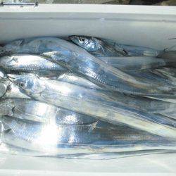 大進丸(愛知) 釣果