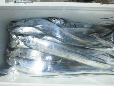 大進丸(愛知) 釣果