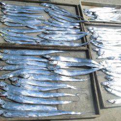 大進丸(愛知) 釣果