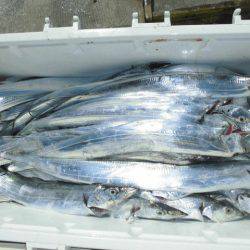 大進丸(愛知) 釣果