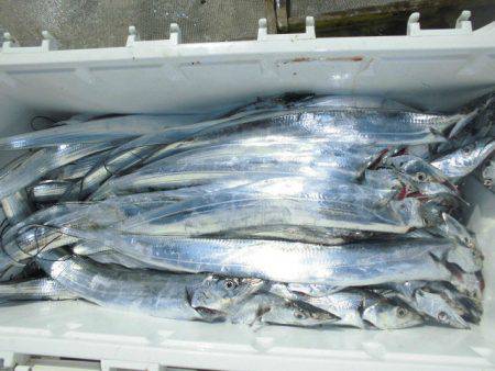 大進丸(愛知) 釣果