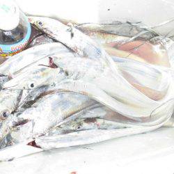 大進丸(愛知) 釣果