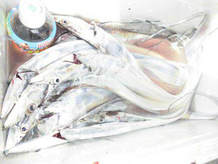 大進丸(愛知) 釣果