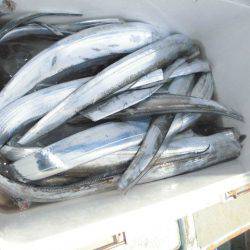 大進丸(愛知) 釣果