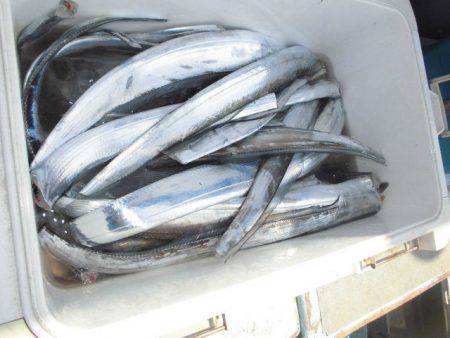 大進丸(愛知) 釣果