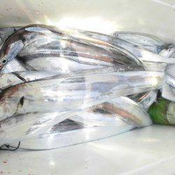 大進丸(愛知) 釣果