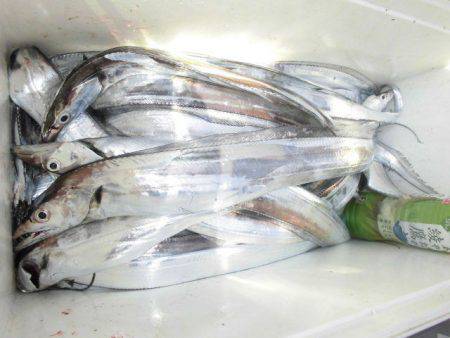 大進丸(愛知) 釣果