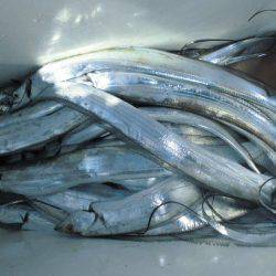 大進丸(愛知) 釣果