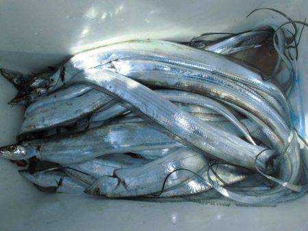 大進丸(愛知) 釣果