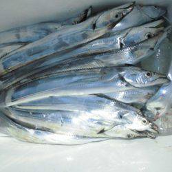 大進丸(愛知) 釣果