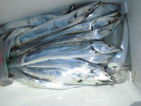 大進丸(愛知) 釣果