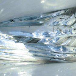 大進丸(愛知) 釣果