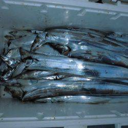 大進丸(愛知) 釣果