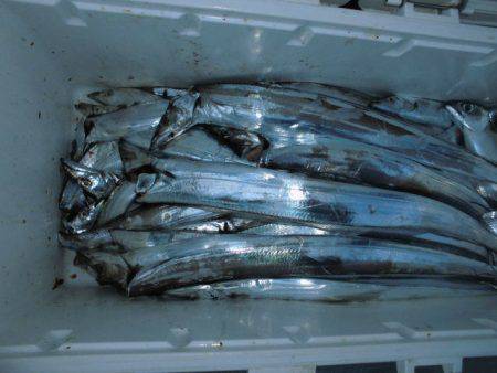 大進丸(愛知) 釣果