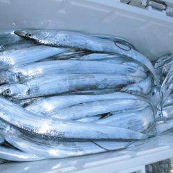 大進丸(愛知) 釣果