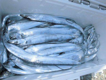 大進丸(愛知) 釣果