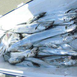 大進丸(愛知) 釣果