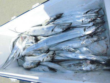 大進丸(愛知) 釣果