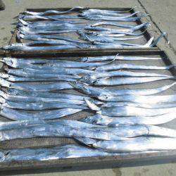 大進丸(愛知) 釣果