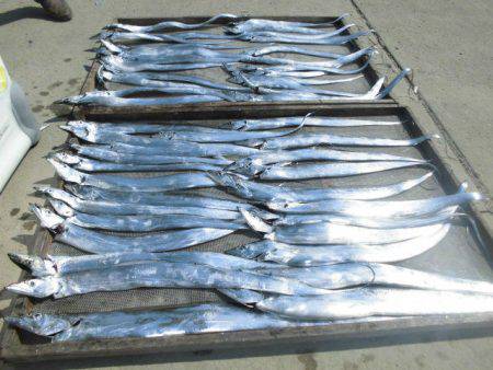 大進丸(愛知) 釣果