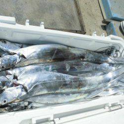 大進丸(愛知) 釣果