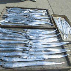 大進丸(愛知) 釣果