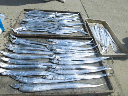 大進丸(愛知) 釣果