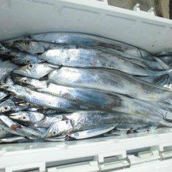 大進丸(愛知) 釣果