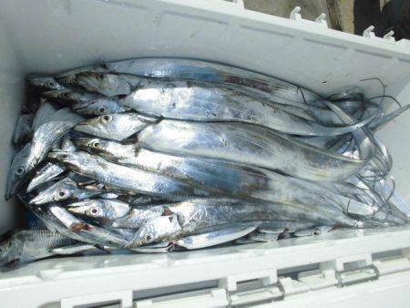 大進丸(愛知) 釣果