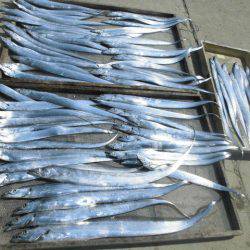 大進丸(愛知) 釣果