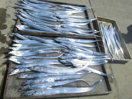 大進丸(愛知) 釣果